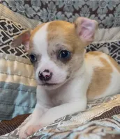 Baby Nickel, a male Chihuahua for sale in Adamsville, TN – 4 of 5