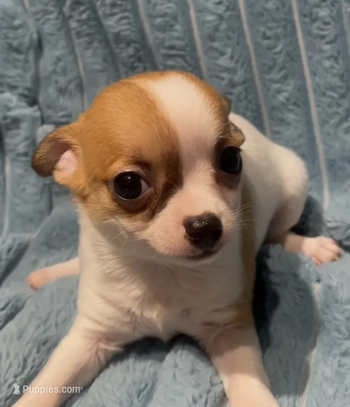 Applehead Elsie – Chihuahua puppy for sale in Adamsville, TN