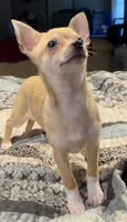 Tiger Lily , a female Chihuahua for sale in Adamsville, TN – 2 of 9