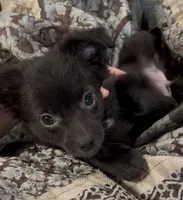Lil Shadow, a male Chihuahua for sale in Adamsville, TN – 8 of 10