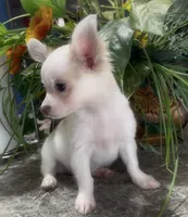 Fluffy Charlie, a male Chihuahua for sale in Adamsville, TN – 7 of 9