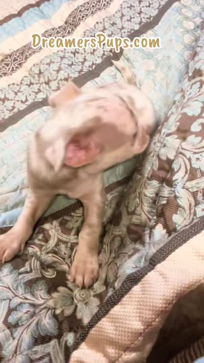 Ziggy, a male Chihuahua for sale in Adamsville, TN – 10 of 10