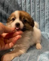 Fluffy Sweet Pea, a female Chihuahua for sale in Adamsville, TN – 5 of 7
