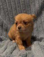 Fluffy Fiona, a female Chihuahua for sale in Adamsville, TN – 6 of 6