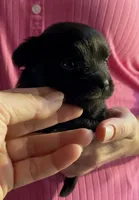 Baby Raven , a female Chihuahua for sale in Adamsville, TN – 1 of 1