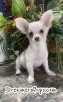 Fluffy Charlie, a male Chihuahua for sale in Adamsville, TN – 3 of 9