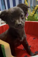 Lil Shadow, a male Chihuahua for sale in Adamsville, TN – 5 of 10