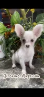 Fluffy Charlie, a male Chihuahua for sale in Adamsville, TN – 8 of 9