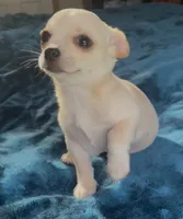 Delilah, a female Chihuahua for sale in Adamsville, TN – 9 of 10
