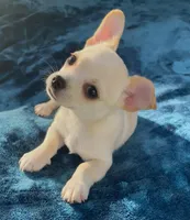 Delilah, a female Chihuahua for sale in Adamsville, TN – 8 of 10