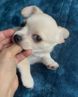 Delilah, a female Chihuahua for sale in Adamsville, TN – 2 of 10