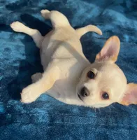 Delilah, a female Chihuahua for sale in Adamsville, TN – 3 of 10