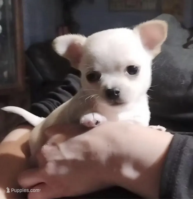 Delilah – Chihuahua puppy for sale in Adamsville, TN