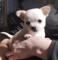 Delilah, a female Chihuahua for sale in Adamsville, TN – 10 of 10