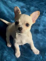Delilah, a female Chihuahua for sale in Adamsville, TN – 1 of 10