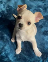 Delilah, a female Chihuahua for sale in Adamsville, TN – 6 of 10