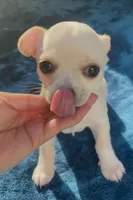 Delilah, a female Chihuahua for sale in Adamsville, TN – 7 of 10