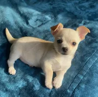 Delilah, a female Chihuahua for sale in Adamsville, TN – 4 of 10