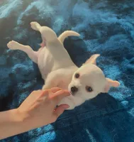 Delilah, a female Chihuahua for sale in Adamsville, TN – 5 of 10