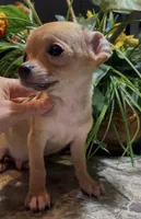 Brownie, a male Chihuahua for sale in Adamsville, TN – 3 of 10