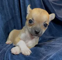 Socks, a male Chihuahua for sale in Adamsville, TN – 4 of 7