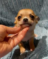 Tiny Rusty, a male Chihuahua for sale in Adamsville, TN – 5 of 6