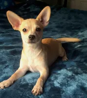 Talking Bow-Wow, a male Chihuahua for sale in Adamsville, TN – Photo 8 of 8