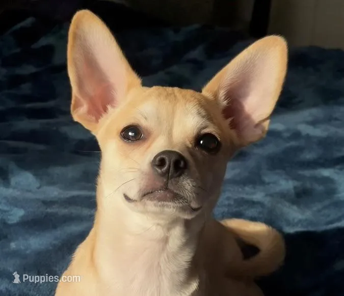 Talking Bow-Wow, a male Chihuahua for sale in Adamsville, TN – Photo 1 of 8