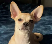 Talking Bow-Wow, a male Chihuahua for sale in Adamsville, TN – Photo 1 of 8