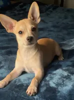 Talking Bow-Wow, a male Chihuahua for sale in Adamsville, TN – Photo 2 of 8