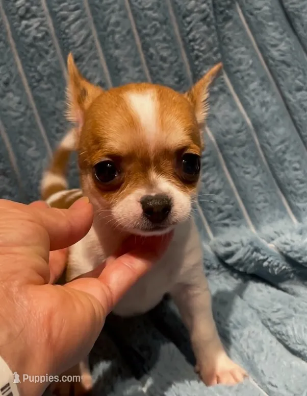 Tiny Tucker – Chihuahua puppy for sale in Adamsville, TN