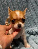 Tiny Tucker, a male Chihuahua for sale in Adamsville, TN – 1 of 8