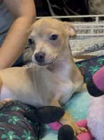Lavender Cisco, a male Chihuahua for sale in Adamsville, TN – 10 of 10
