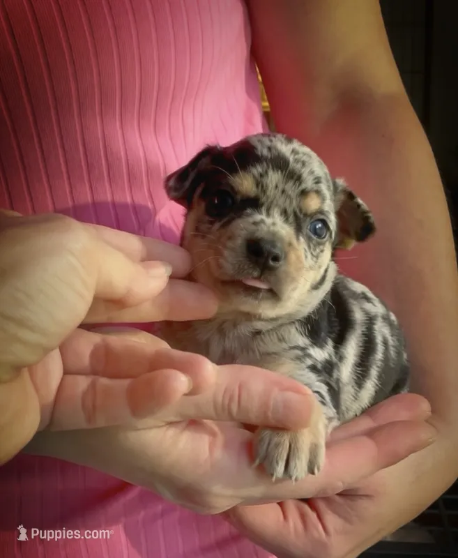 Stoney – Chihuahua puppy for sale in Adamsville, TN