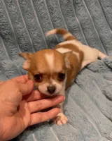 Tiny Tucker, a male Chihuahua for sale in Adamsville, TN – 5 of 8
