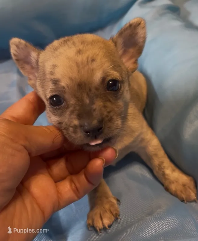 Lil Sprout – Chihuahua puppy for sale in Adamsville, TN
