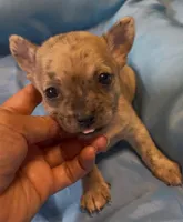 Lil Sprout, a male Chihuahua for sale in Adamsville, TN – 1 of 5