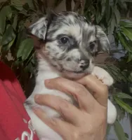 Baby Pepper, a female Chihuahua for sale in Adamsville, TN – Photo 4 of 7