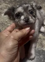 Baby Pepper, a female Chihuahua for sale in Adamsville, TN – Photo 5 of 7