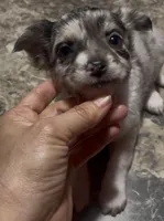 Baby Pepper, a female Chihuahua for sale in Adamsville, TN – Photo 7 of 7