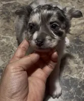 Baby Pepper, a female Chihuahua for sale in Adamsville, TN – Photo 6 of 7