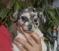 Baby Pepper, a female Chihuahua for sale in Adamsville, TN – Photo 3 of 7