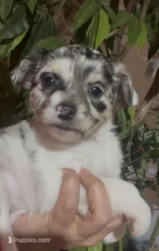 Baby Pepper – Chihuahua puppy for sale in Adamsville, TN