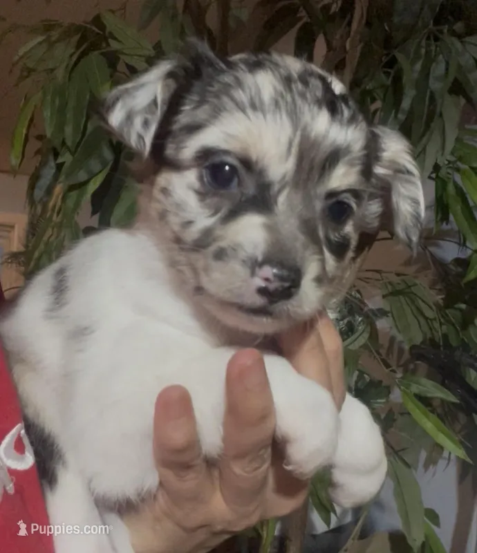 Baby Pepper – Chihuahua puppy for sale in Adamsville, TN