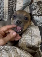 Cute lil Copper, a male Chihuahua for sale in Adamsville, TN – 5 of 10