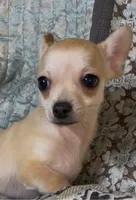 Baby Lilo , a male Chihuahua for sale in Adamsville, TN – 3 of 5