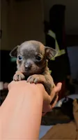 Baby Binky, a female Chihuahua for sale in Adamsville, TN – 3 of 4