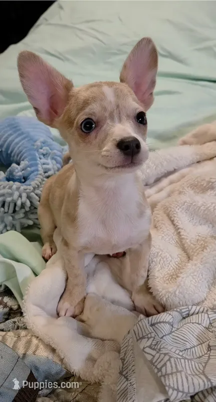 Crystal  – Chihuahua puppy for sale in Adamsville, TN