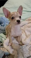 Crystal , a female Chihuahua for sale in Adamsville, TN – 1 of 6