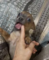 Cute lil Copper, a male Chihuahua for sale in Adamsville, TN – 6 of 10